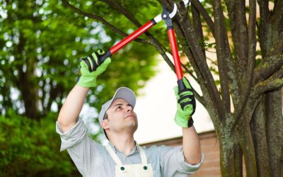 Signs Your Tree Needs Trimming: A Homeowner’s Guide